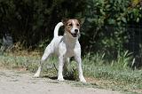 PARSON RUSSEL TERRIER 093